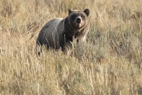 Backpacker Attacked by Wild Animal in Yellowstone Air Lifted to Medical Facility