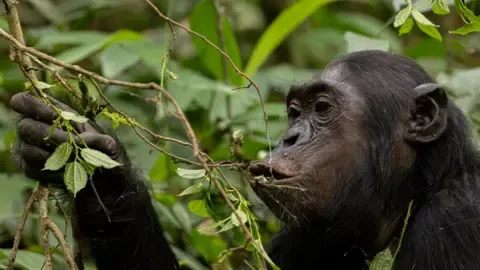 Apes Drinking a Daily Dose of a Beer Daily from Fermented Produce, Research Reveals
