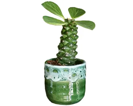 Can My Euphorbia Ever Grow Leaves Back?